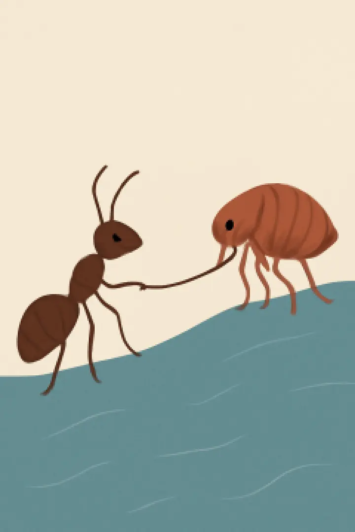A Flea and an Ant - Georgian Folklore Theatre