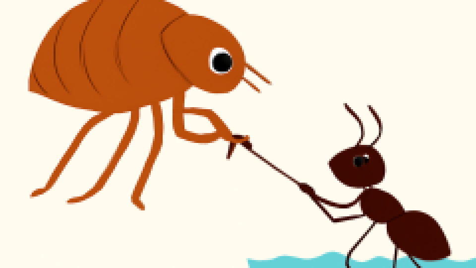 The Flea and the Ant